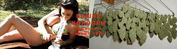 индика Кострома